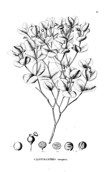 Bitki çizimi. Eski illüstrasyon