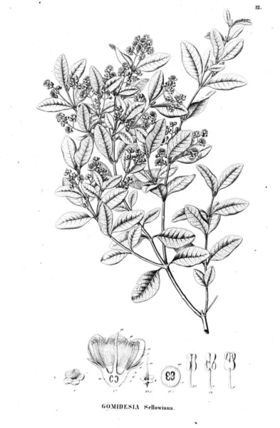 Bitki çizimi. Eski illüstrasyon