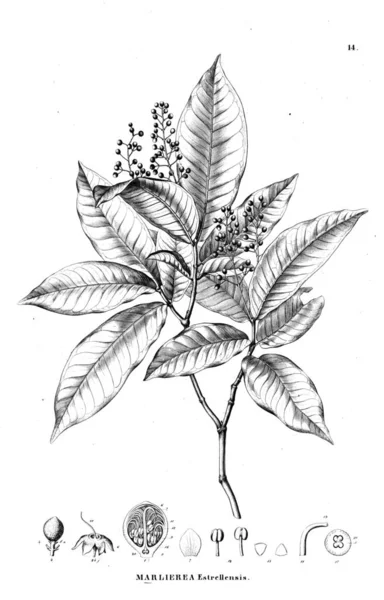 Illustration Plant Old Illustration — Stock Photo, Image