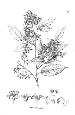 Bitki çizimi. Eski illüstrasyon