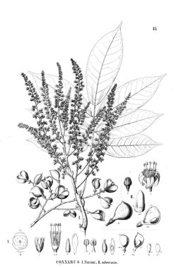 Bitki çizimi. Eski illüstrasyon