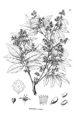 Bitki çizimi. Eski illüstrasyon