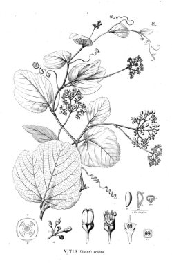 Bitki çizimi. Eski illüstrasyon