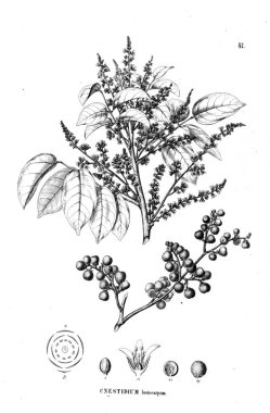 Bitki çizimi. Eski illüstrasyon