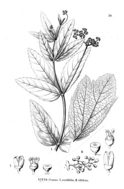 Bitki çizimi. Eski illüstrasyon