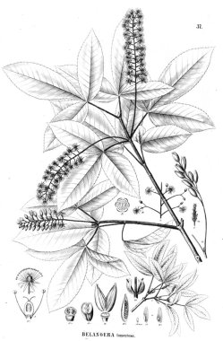 Bitki çizimi. Eski illüstrasyon