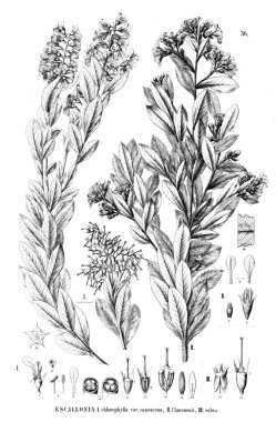 Bitki çizimi. Eski illüstrasyon