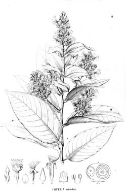 Bitki çizimi. Eski illüstrasyon