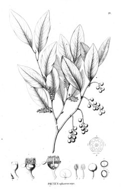 Bitki çizimi. Eski illüstrasyon