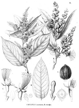 Bitki çizimi. Eski illüstrasyon