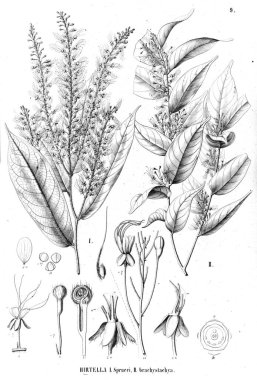 Bitki çizimi. Eski illüstrasyon