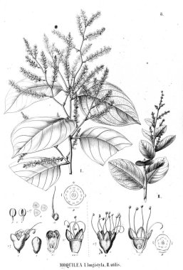 Bitki çizimi. Eski illüstrasyon