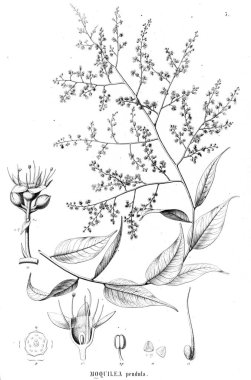 Bitki çizimi. Eski illüstrasyon