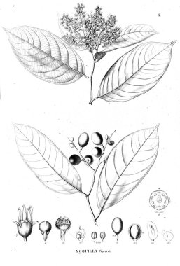 Bitki çizimi. Eski illüstrasyon