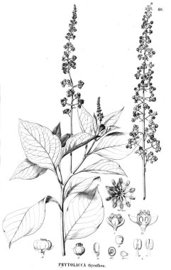 Bitki çizimi. Eski illüstrasyon