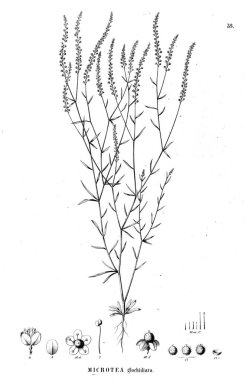 Bitki çizimi. Eski illüstrasyon