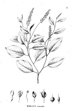 Bitki çizimi. Eski illüstrasyon