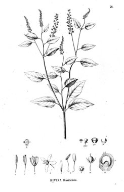 Bitki çizimi. Eski illüstrasyon