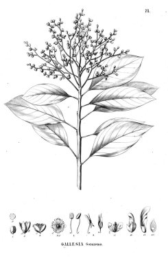 Bitki çizimi. Eski illüstrasyon