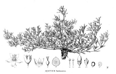 Bitki çizimi. Eski illüstrasyon