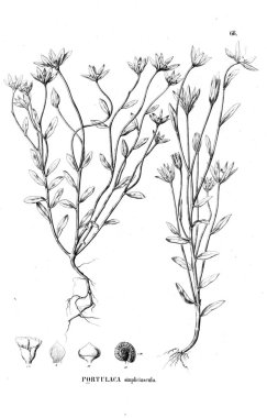 Bitki çizimi. Eski illüstrasyon