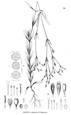 Bitki çizimi. Eski illüstrasyon