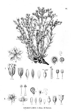 Bitki çizimi. Eski illüstrasyon