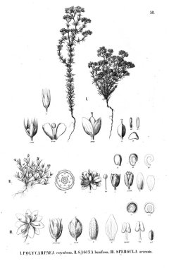 Bitki çizimi. Eski illüstrasyon