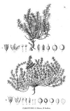 Bitki çizimi. Eski illüstrasyon