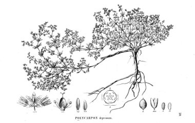 Bitki çizimi. Eski illüstrasyon