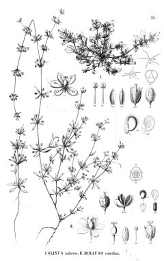 Bitki çizimi. Eski illüstrasyon