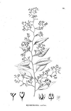 Bitki çizimi. Eski illüstrasyon