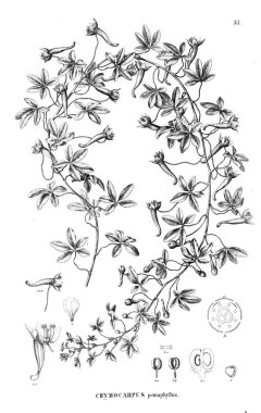 Bitki çizimi. Eski illüstrasyon