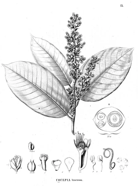 Bitki çizimi. Eski illüstrasyon