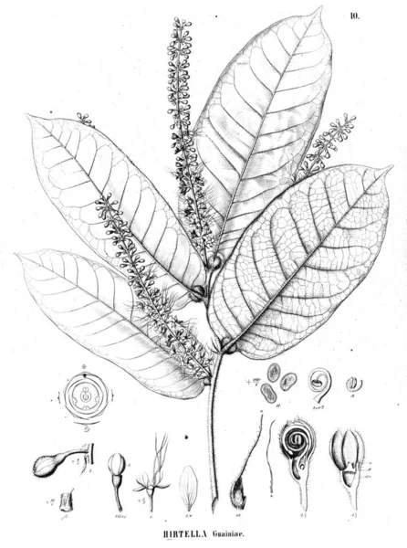 Illustration Plant Old Illustration — Stock Photo, Image