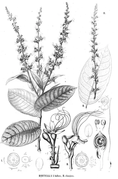 Bitki çizimi. Eski illüstrasyon