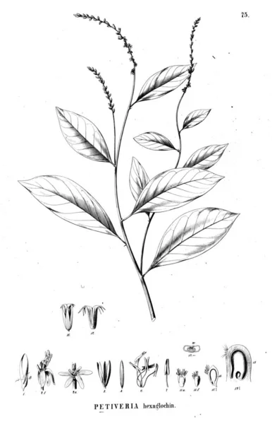 植物的例证 旧插图 — 图库照片