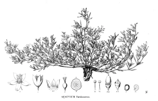 Bitki Çizimi Eski Illüstrasyon — Stok fotoğraf