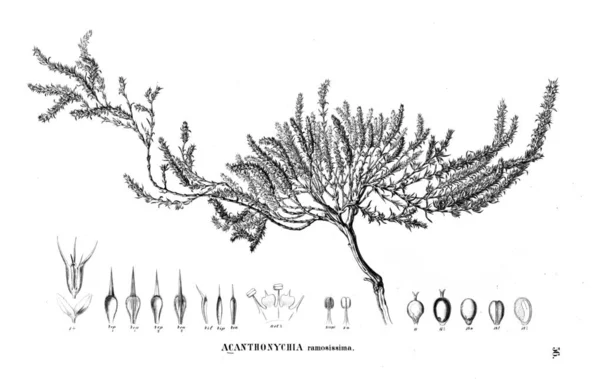 Ilustração Planta Ilustração Antiga — Fotografia de Stock