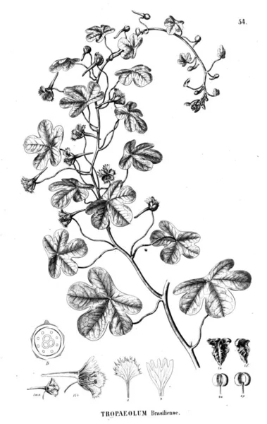 Bitki Çizimi Eski Illüstrasyon — Stok fotoğraf