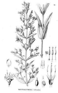 Bitki çizimi. Eski illüstrasyon