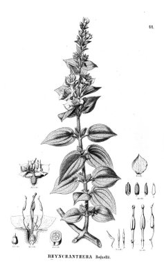 Bitki çizimi. Eski illüstrasyon