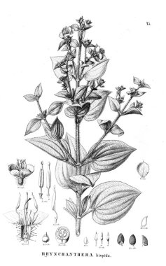 Bitki çizimi. Eski illüstrasyon