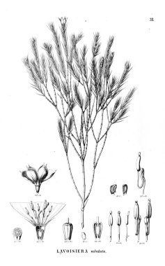 Bitki çizimi. Eski illüstrasyon