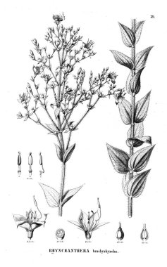 Bitki çizimi. Eski illüstrasyon