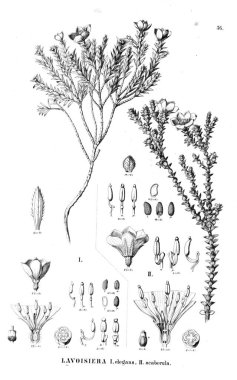 Bitki çizimi. Eski illüstrasyon