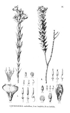 Bitki çizimi. Eski illüstrasyon