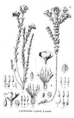 Bitki çizimi. Eski illüstrasyon