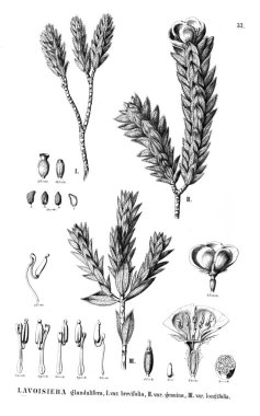 Bitki çizimi. Eski illüstrasyon