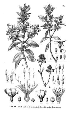 Bitki çizimi. Eski illüstrasyon